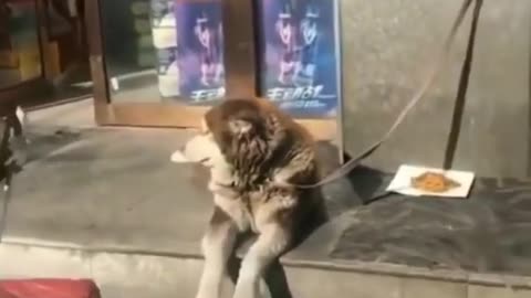 Cute dog waiting for someone special