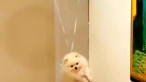 Flying Pomeranian Boy Puppy
