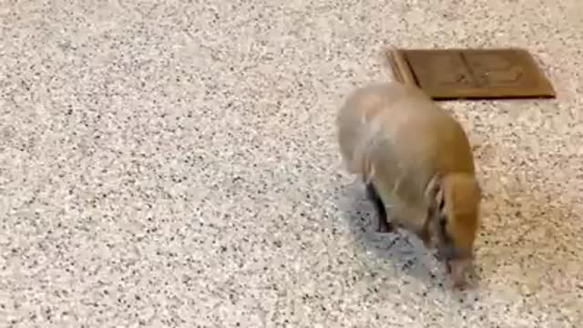 Armadillo playing with toy