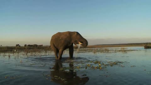 Elephants were often to be found in swamp in eastern Kenya around the Tana River.