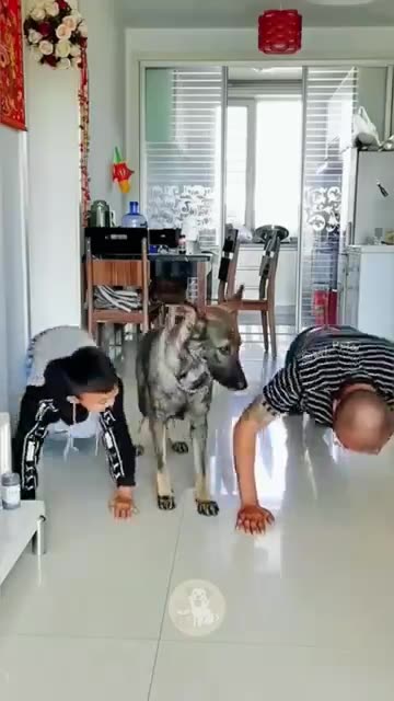 Funny moments _When Your Dog Starts Mocking Your Broken Leg Walk 🐾😂