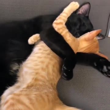 cats and dogs awesome friendship - funny cat and dog combination