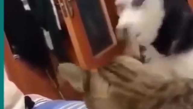 Cats and dogs fighting very funny video