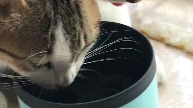 Cat siblings Dorian & Francois drinking water from one cup