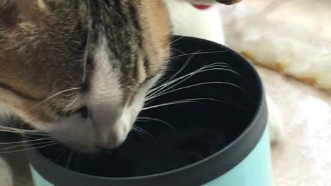 Cat siblings Dorian & Francois drinking water from one cup