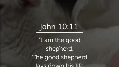 John 10:11