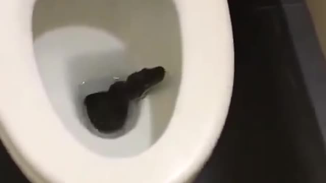 Another Snake Discovered In The Toilet