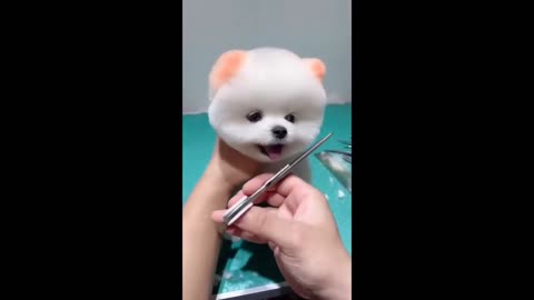 Funny and Cute Pomeranian