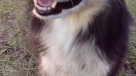 Border Collie Shows Off Their Favorite Sunglasses