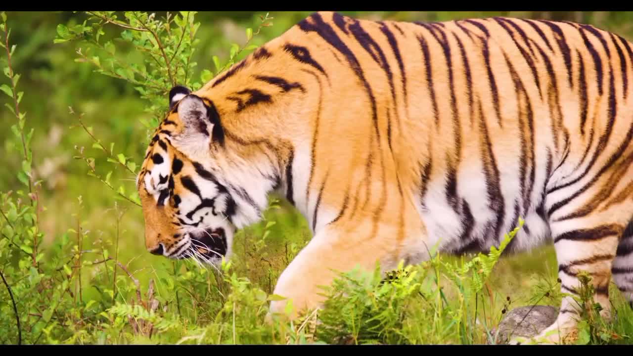 Tiger Wild Animals