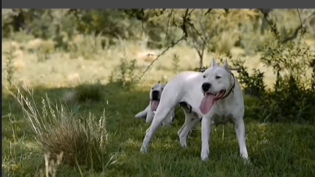 A happy puppy is a puppy