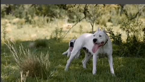 A happy puppy is a puppy