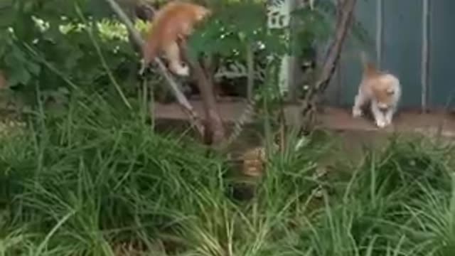 Cats - Baby cats - funny and fluffy (54) / Gatos - Filhotes - engraçados e fofos (54) #shorts