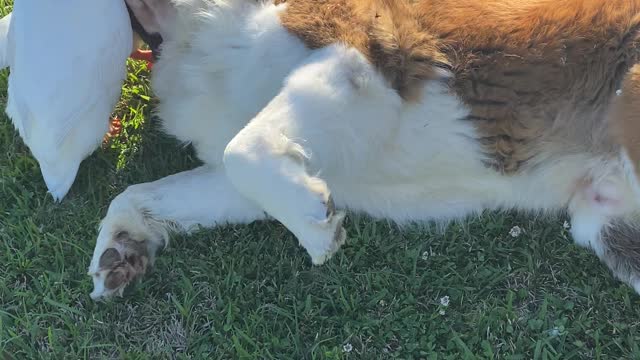 Large Doggy Lounges Around With His Duck Friends