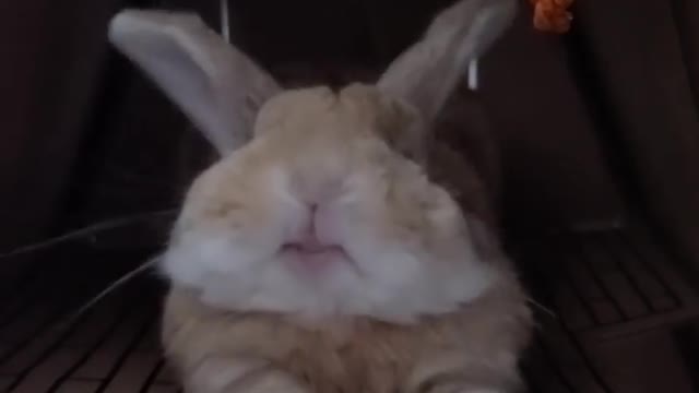 CUTEST Bunny after a Looong Nap 🐇 | World of Rabbits 🐰🐇