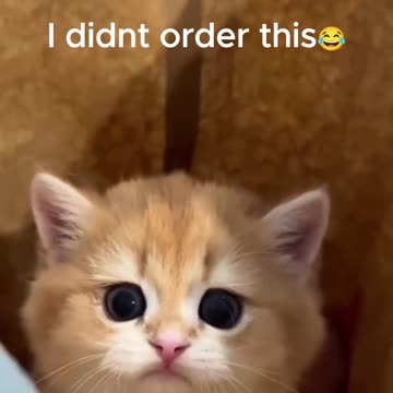 cute kitten cats animals funny. happy .white kitten .Cute kitten. delicious cat. cat game.cat friendly .funny cat . cool cat