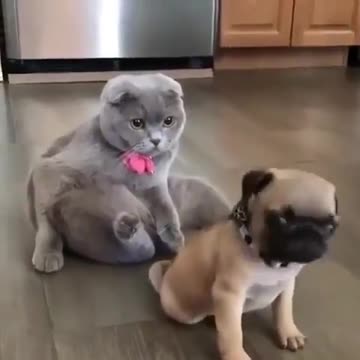 Pets, cats, dogs, and much more.