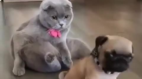 Pets, cats, dogs, and much more.