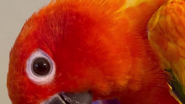 Sun Conure saying good bird