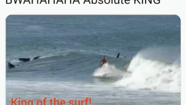 WiseEnough 🤣 🤣 🤣 King 🤴 of the 🏄♀️ 🌊 🏄♂️