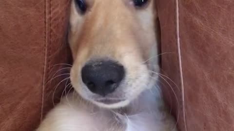 Dog is stuck between cushions