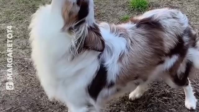 Proof That Dogs Are one of the Most Dramatic Animals