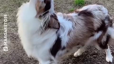 Proof That Dogs Are one of the Most Dramatic Animals