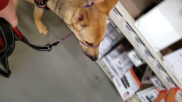 Mars (6.5 months old) in Home Depot, he's doing a great job with his loose leash walking