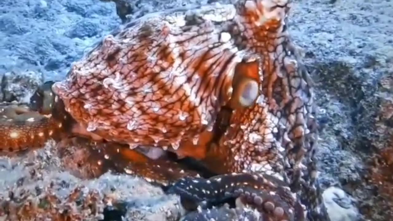 Chameleon Octopus