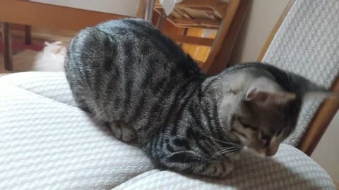 Cat Loaf Unfolds and Refolds Whilst Purring