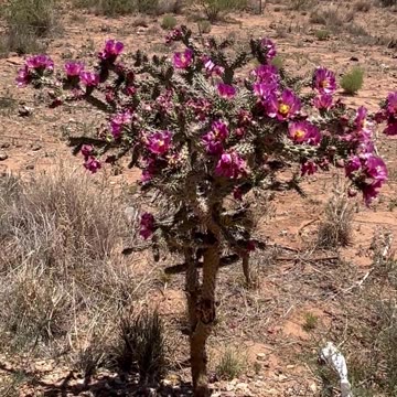 What a Beauty from the High Desert . . .