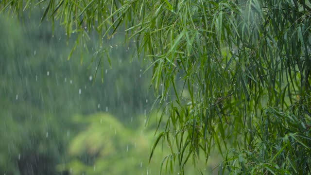 Relaxing rain sounds with thunder and bird sounds