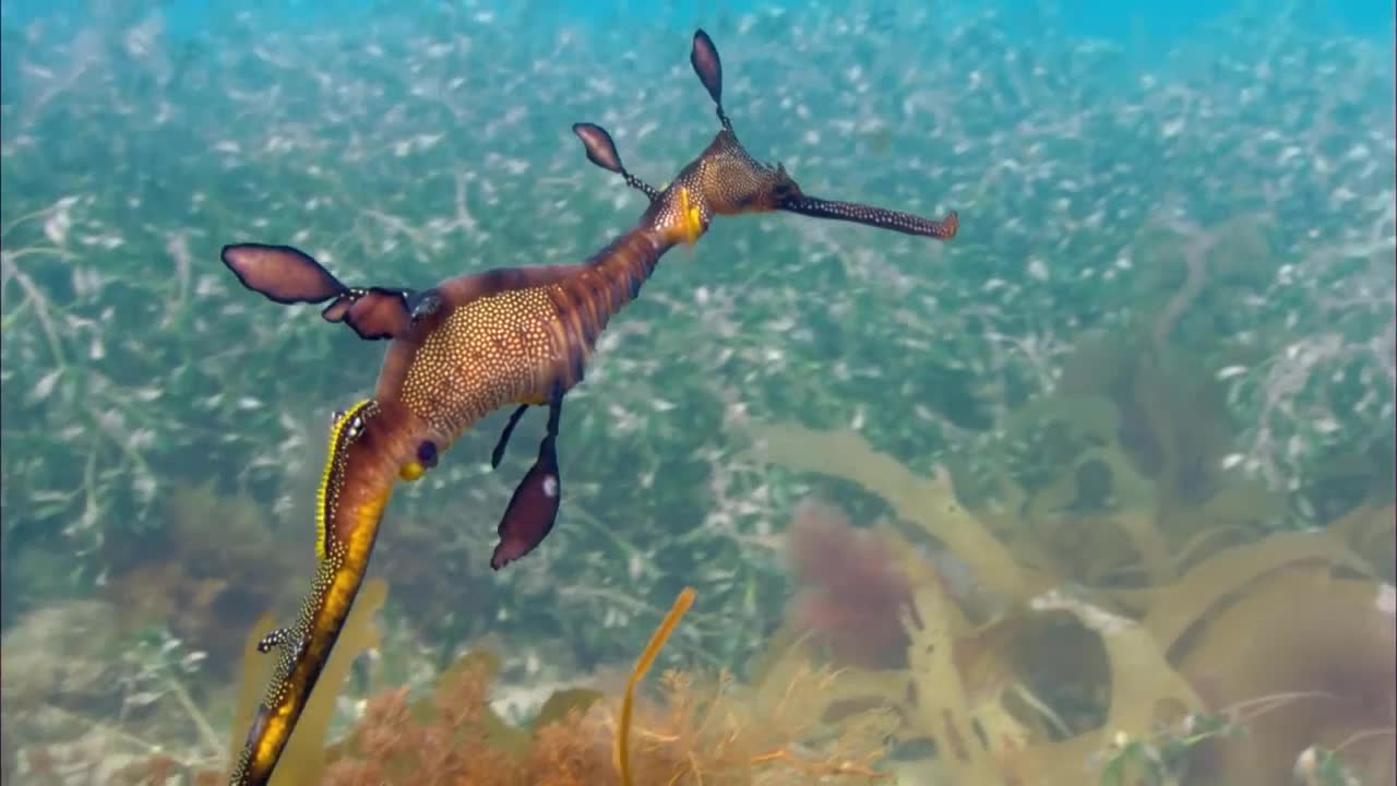 One Of the Kind in marine water (Seahorse)