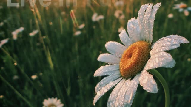 Full Bloom