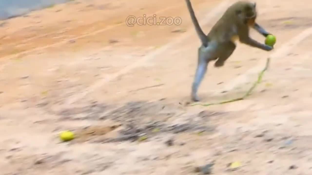 funny dog video