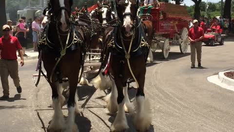 Budweiser Clydesdales