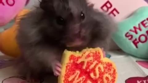 Cute hamster munches a cookie