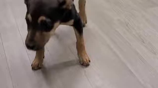 Happy dog dancing 2