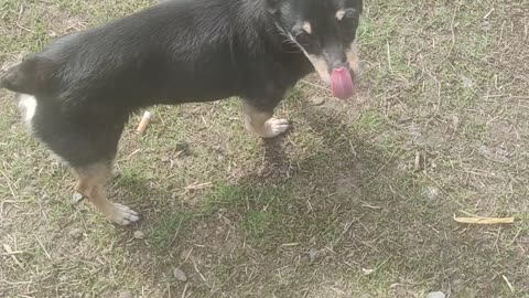 Phoebe on a walk