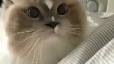 WATCH TV CAT