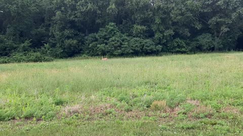 Pupparoo Saw a Deer
