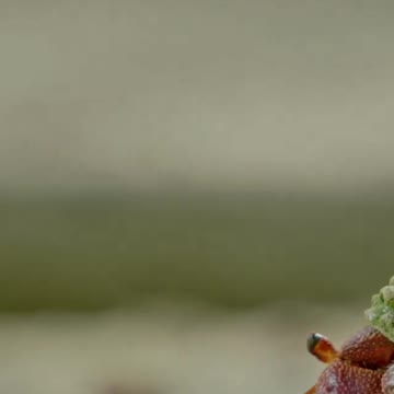 Mawana and Satya do various activities for fun and enjoy.