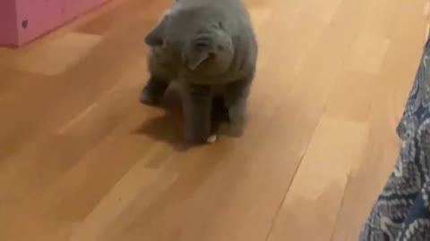 Super Funny Baby Dog Videos 🐩