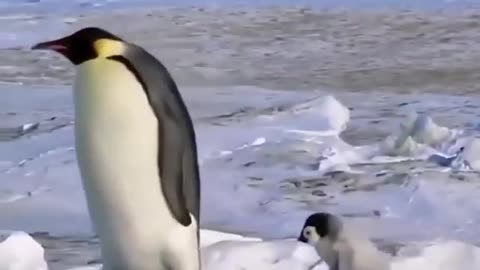 The chick's mother almost fell over