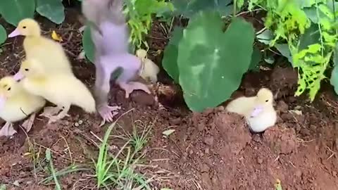 #monkey #cute #animals #ducks love this video🐒