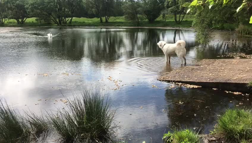Polish Tatra sheepdog v swan