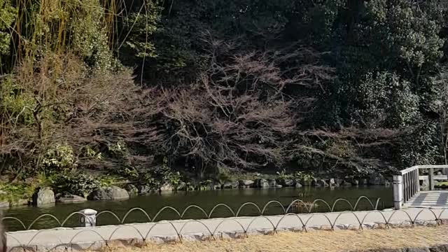 Japanese lakeside garden