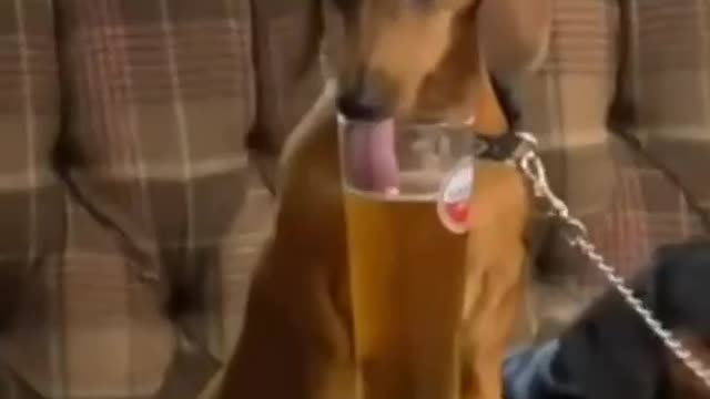 This dog is so smart, he knows how to enjoy food