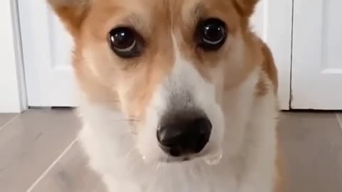Puppy wrong choice so one biscuit find. Dog funny video.