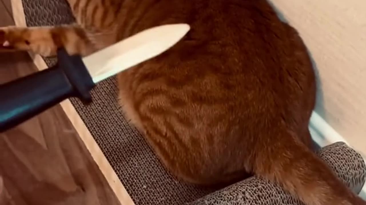 Cute cat gets scared by a KNIFE